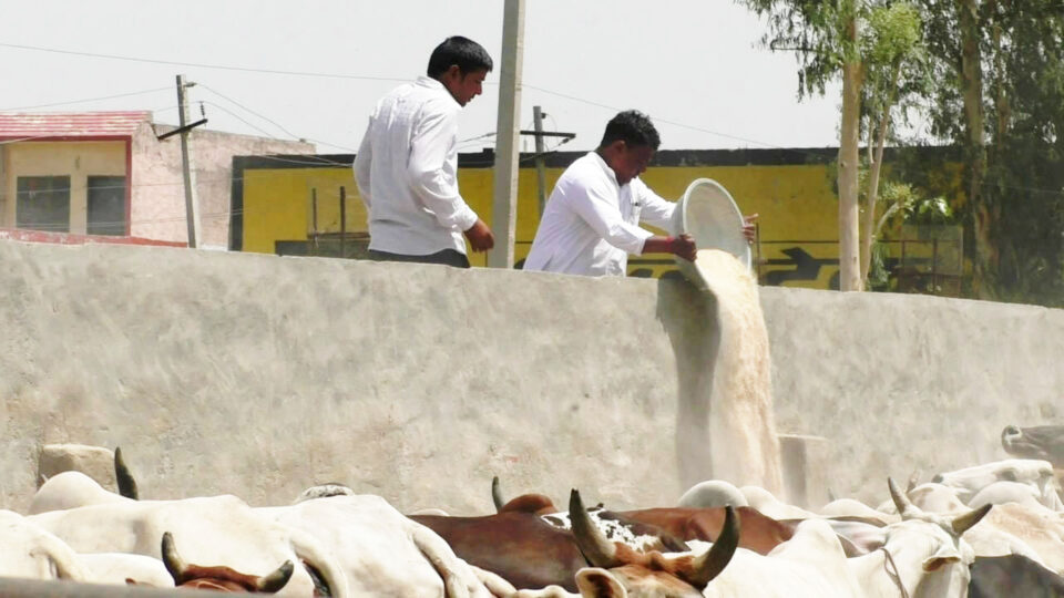 फोटो- पानीपत रोड स्थित गौशाला में गायों को गुड-दलिया खिलाते हुए मुकेश सरोहा व अन्य नेता।